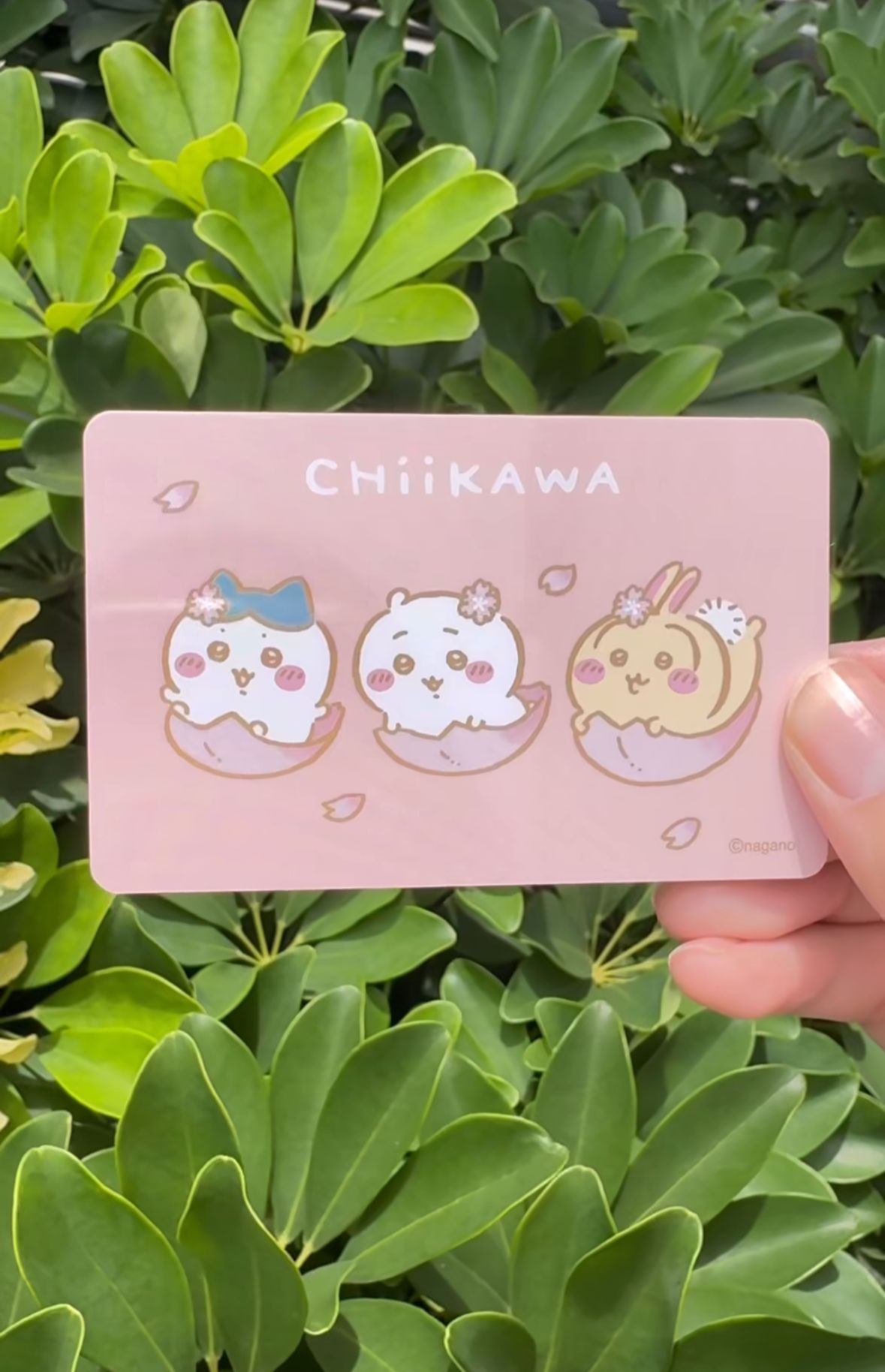 Chiikawa 台灣悠遊卡 櫻花三主